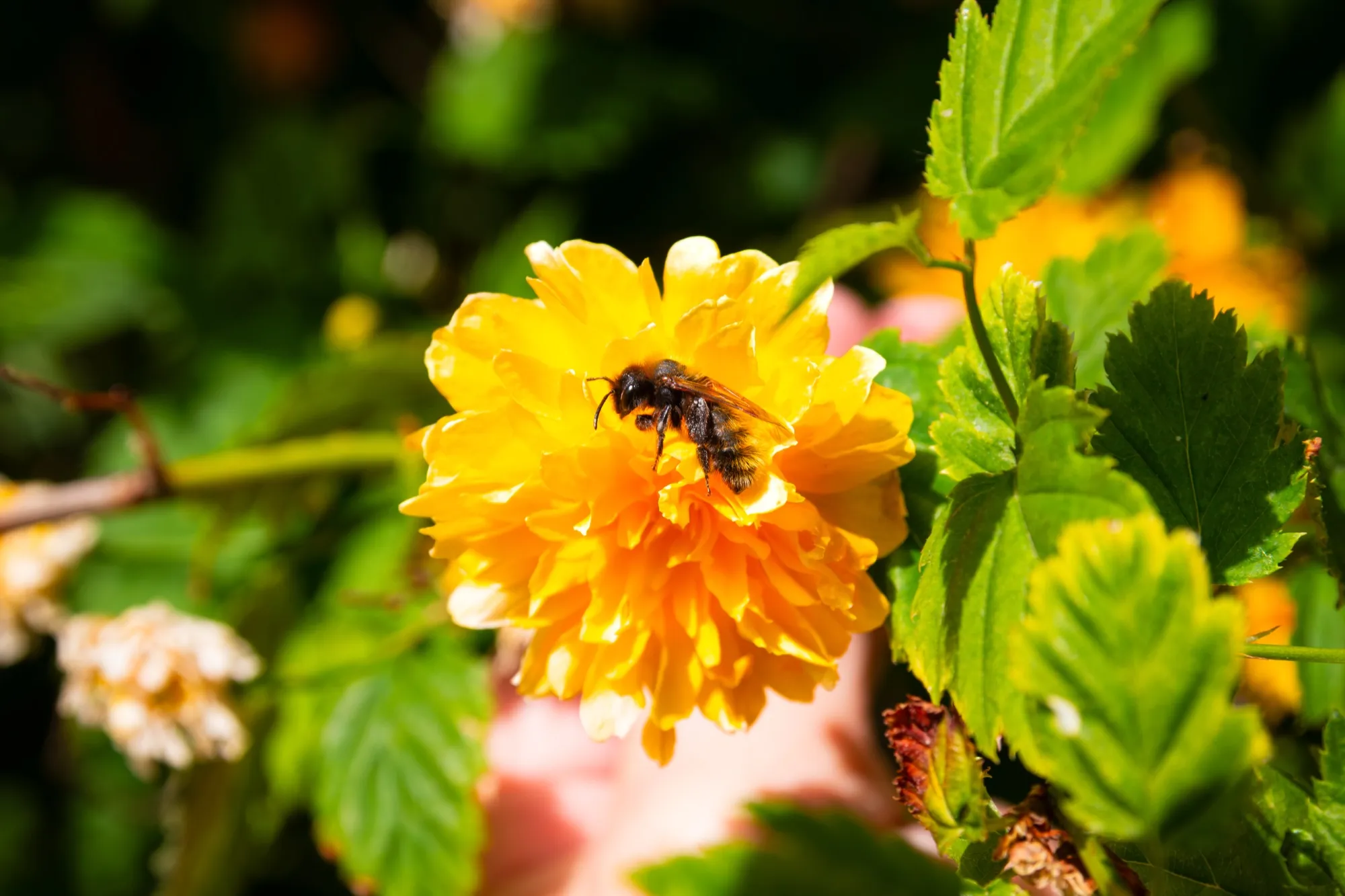Biene auf einer Blüte im Garten