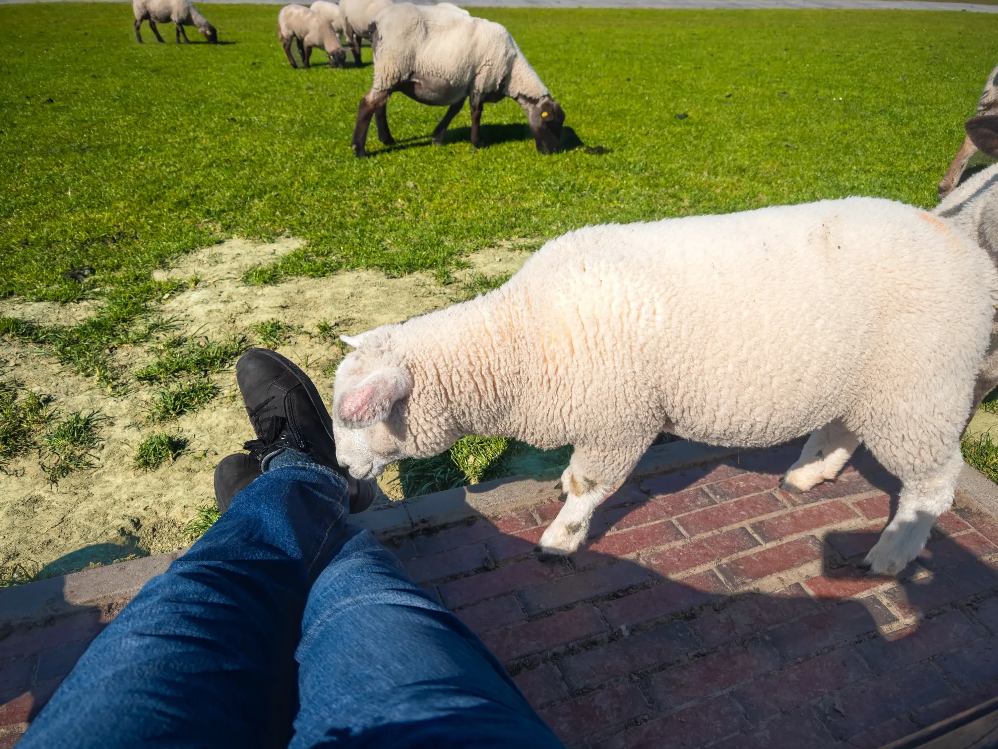 Neugieriges Schaf auf dem Deich