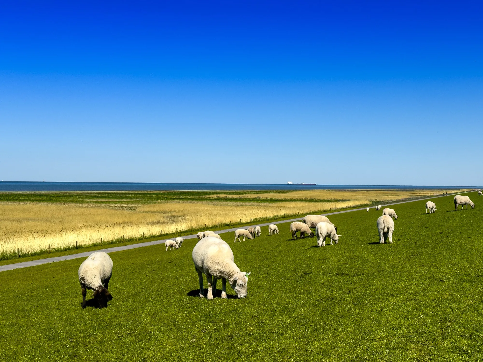 Schafe auf dem Deich im Frühling