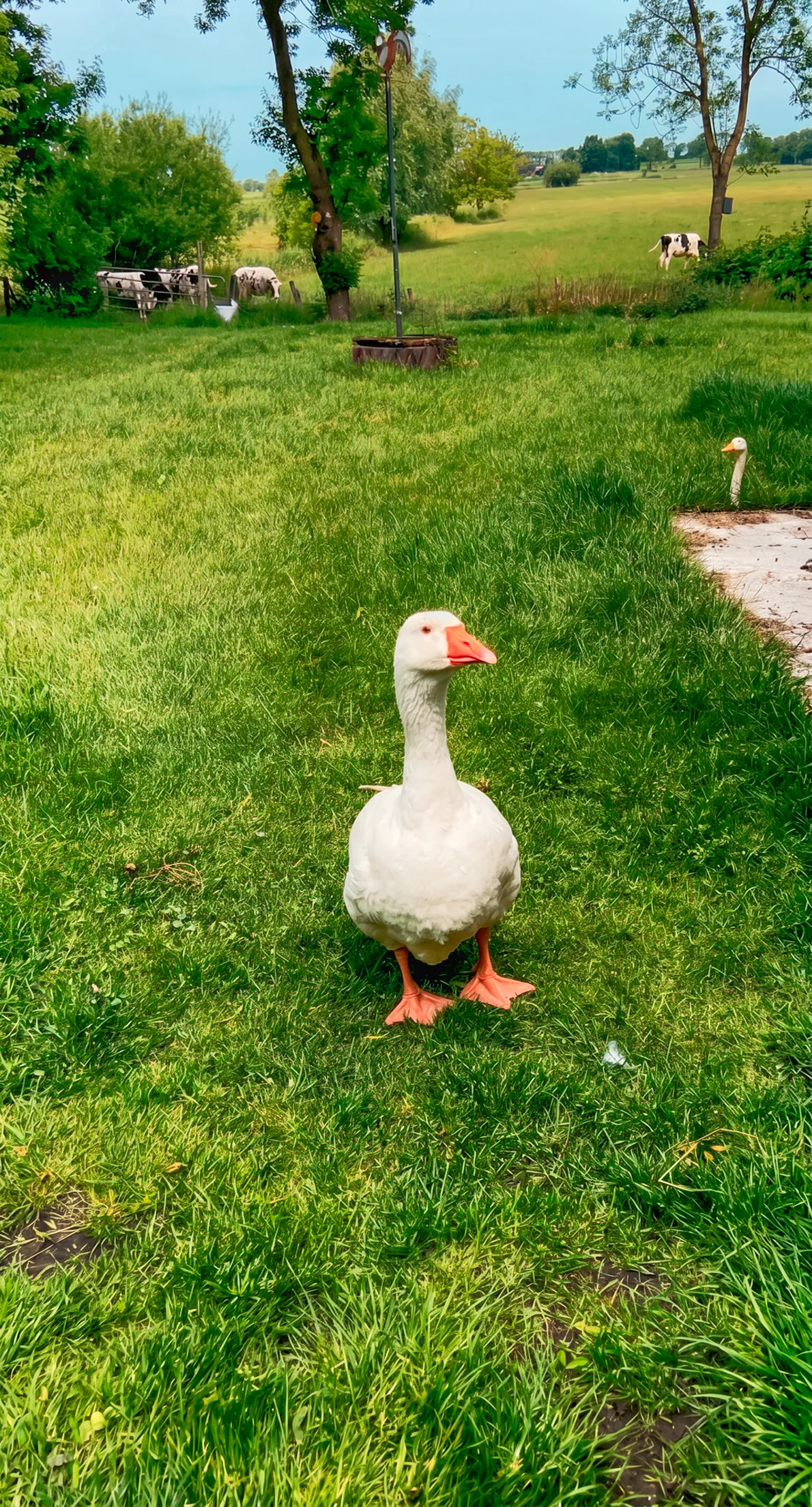 Weiße Gans auf der Wiese, im Hintergrund grasende Kühe
