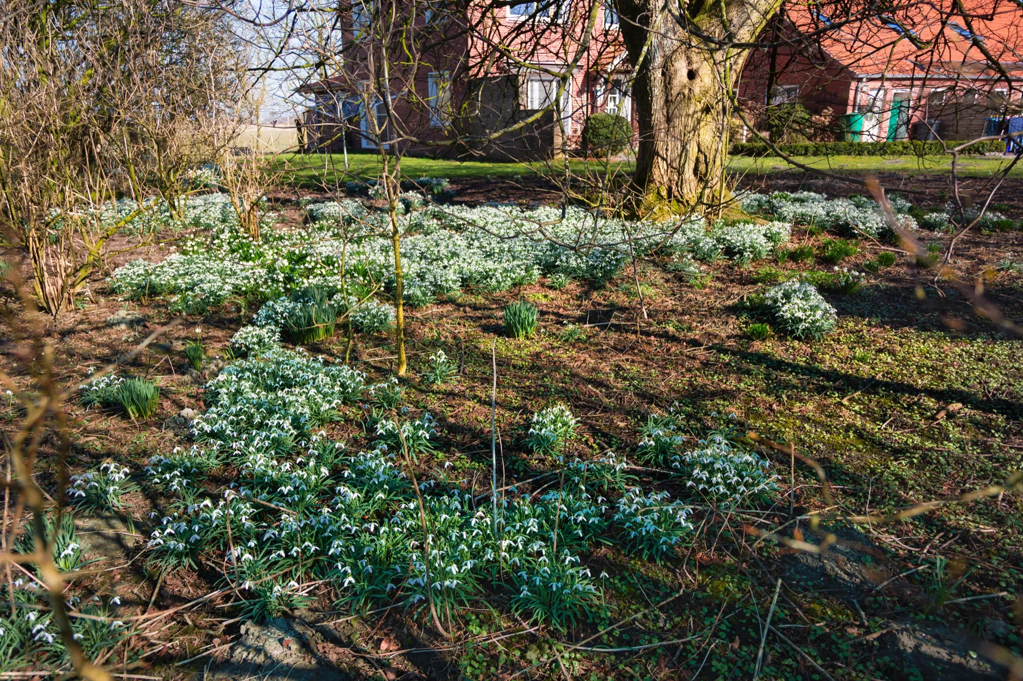 Märzenbecher im Garten des Haupthauses im Frühling