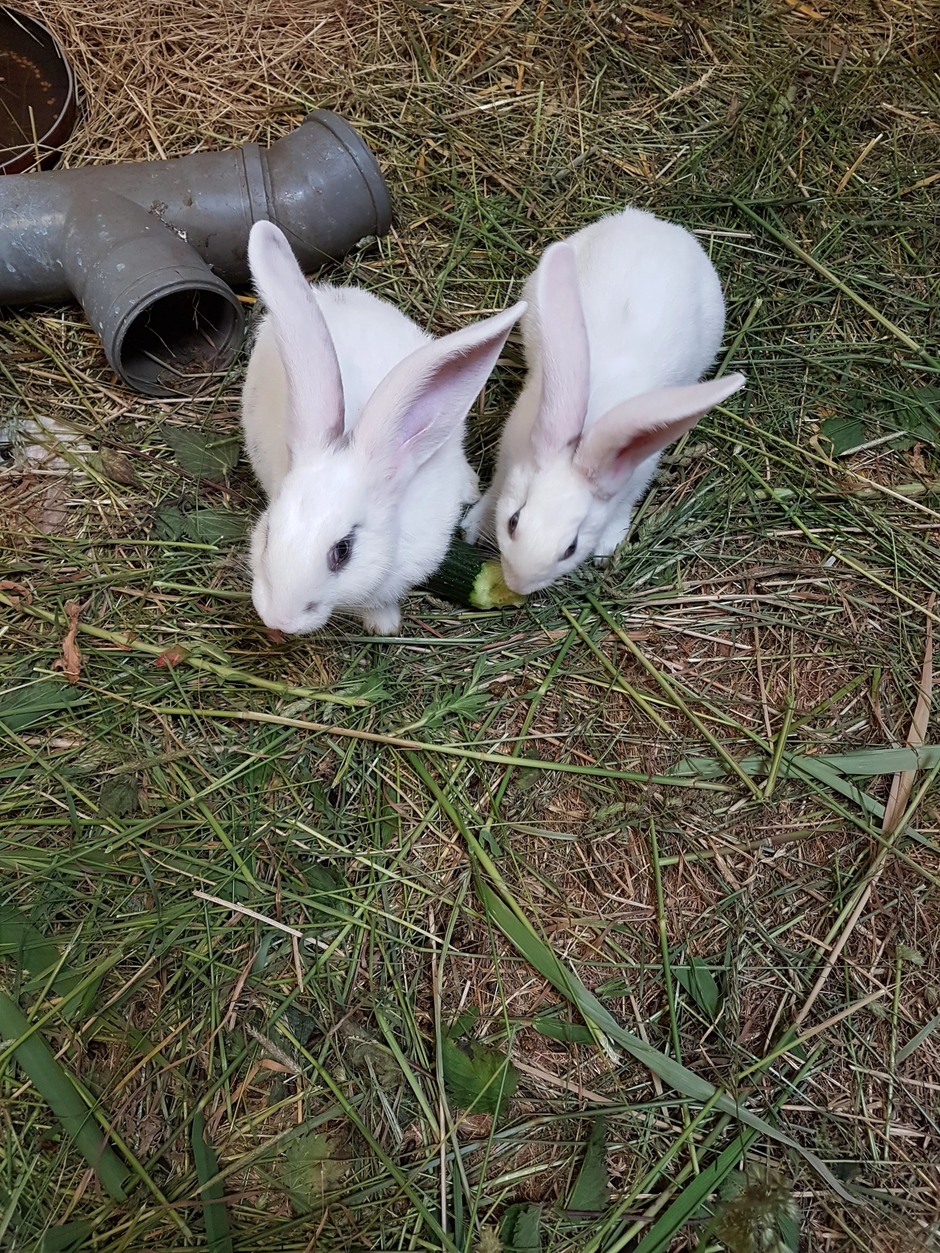 Zwei weiße Kaninchen im Gras