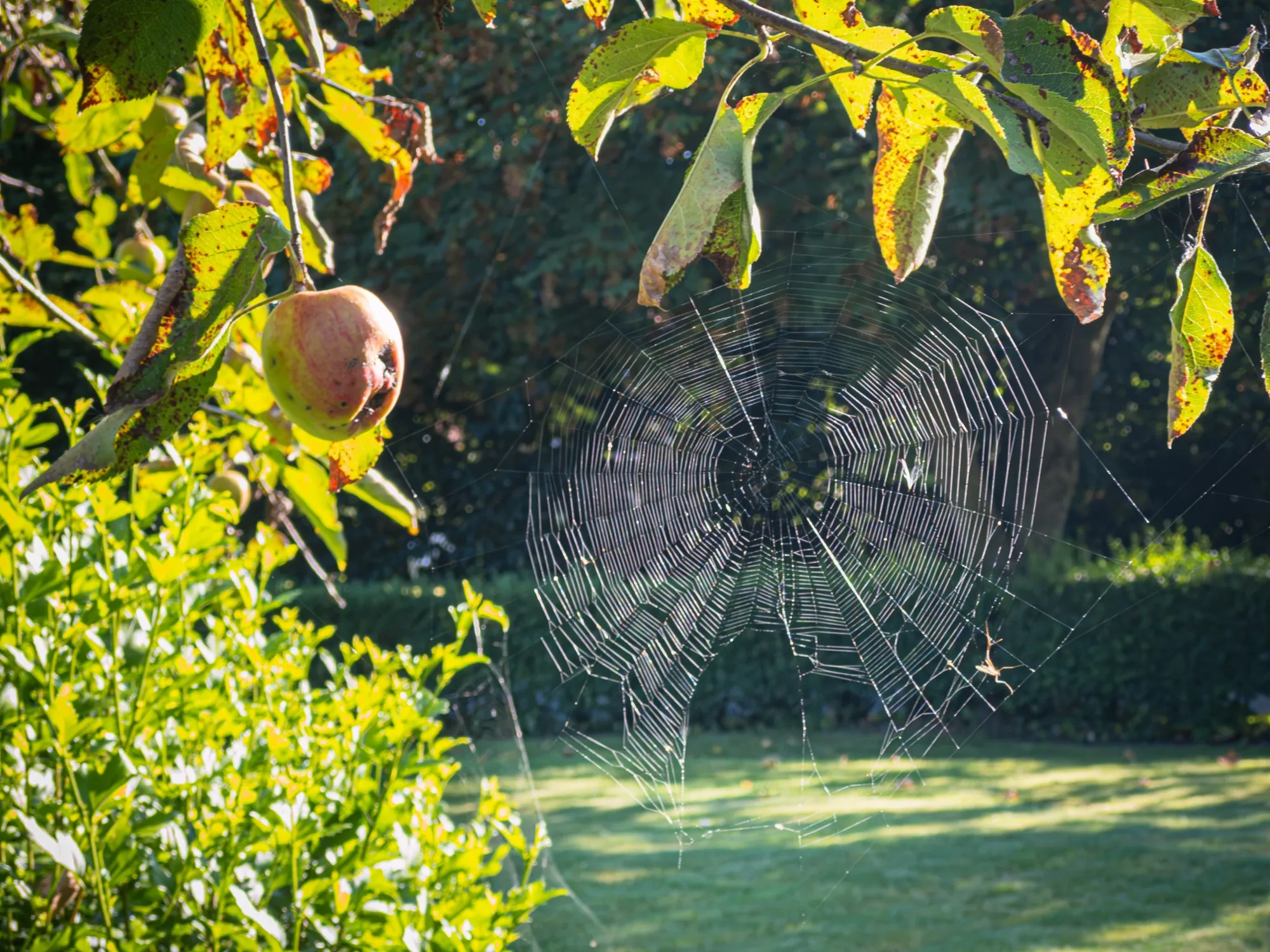 Spinnennetz im Morgenlicht zwischen Apfelbaum und Gartenhecke