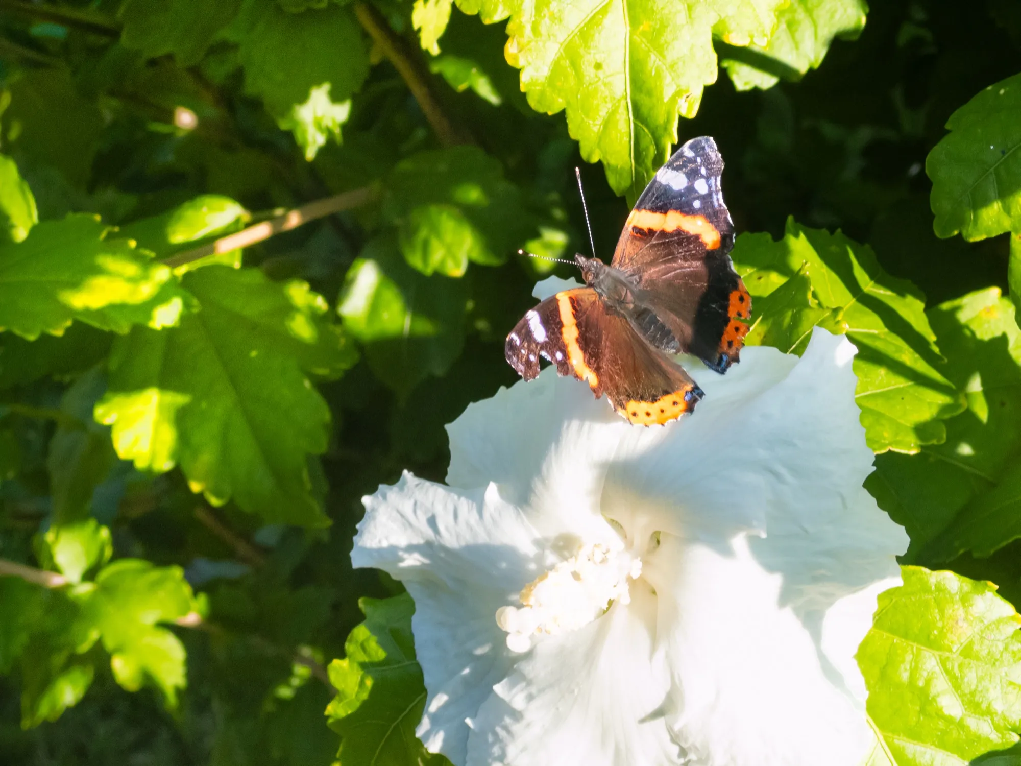 Schmetterling auf einer Blüte