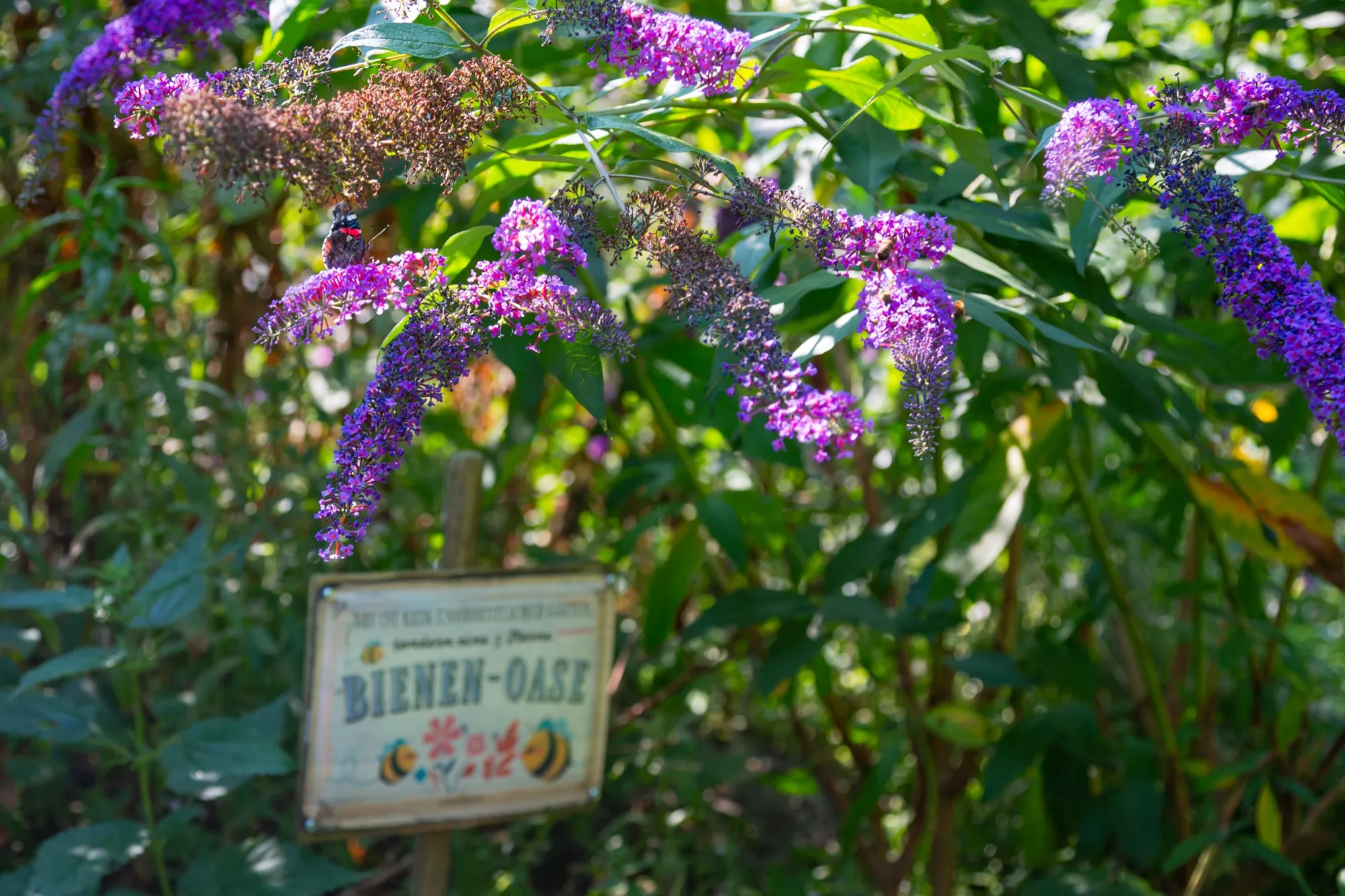 Blühender Schmetterlingsflieder mit Schild "Bienen-Oase"