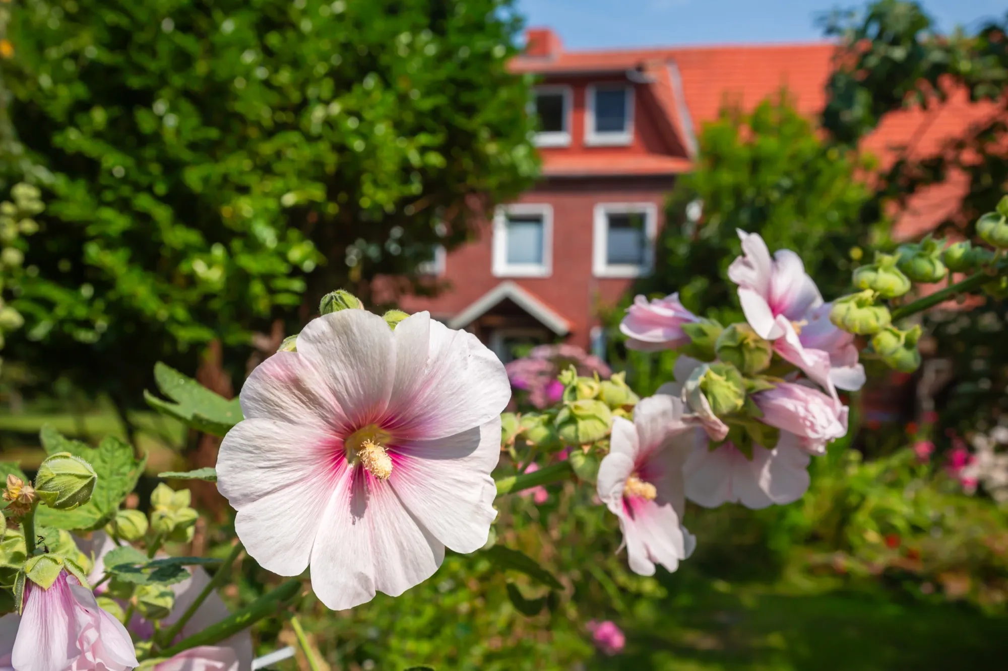 Rosa blühende Stockrosen im Garten, im Hintergrund das Backsteinhaus