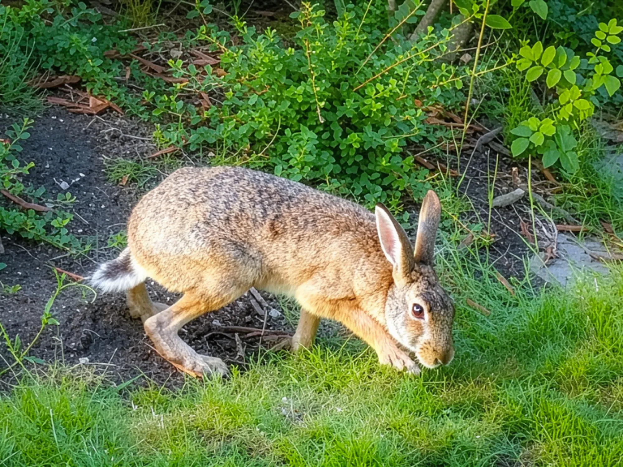 Wildhase auf einer Wiese