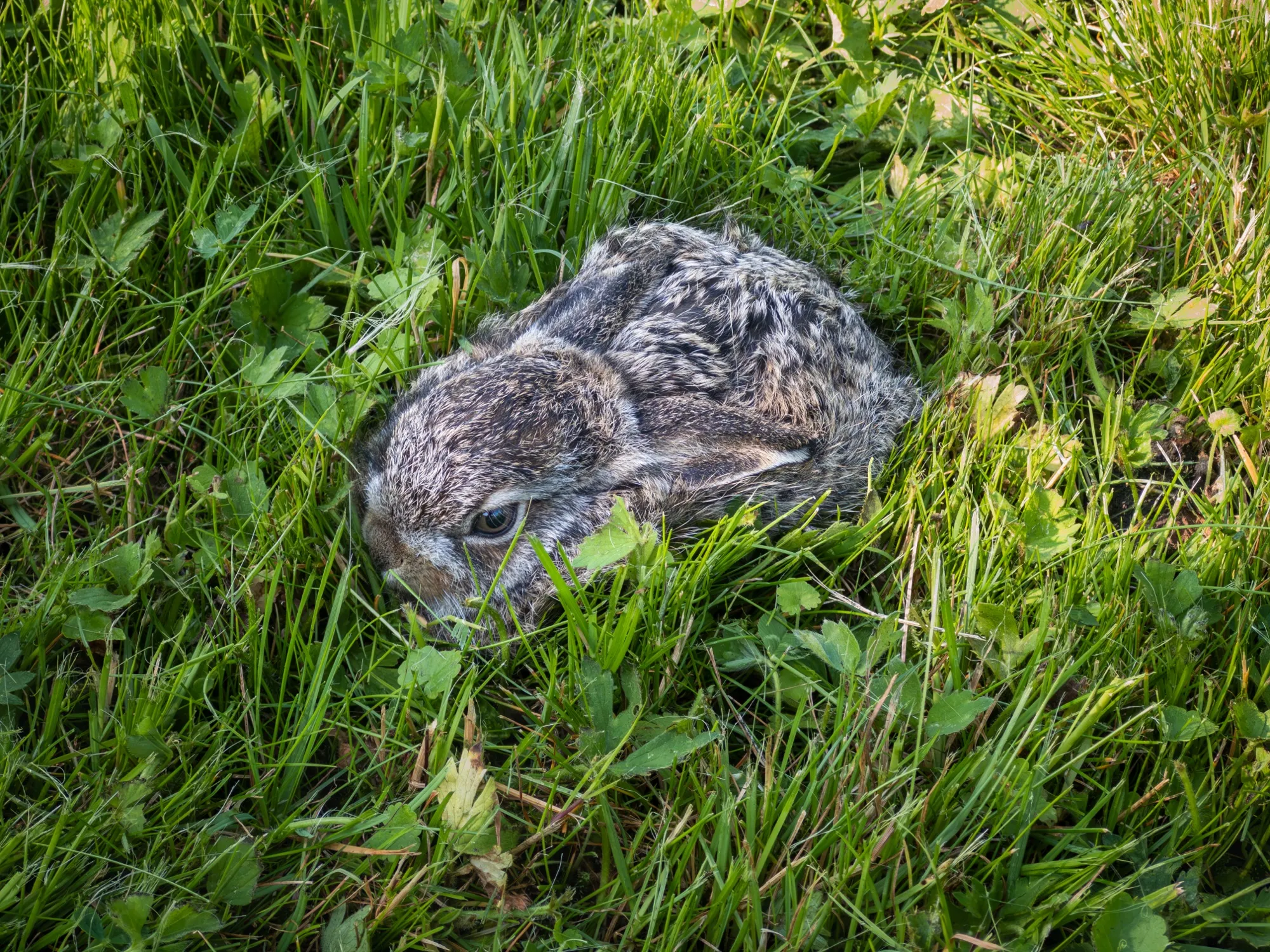 Junger Feldhase versteckt sich im Gras